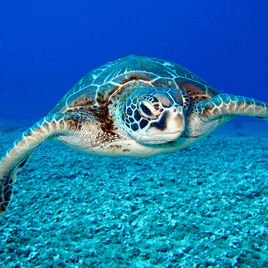 Turtle in ocean 