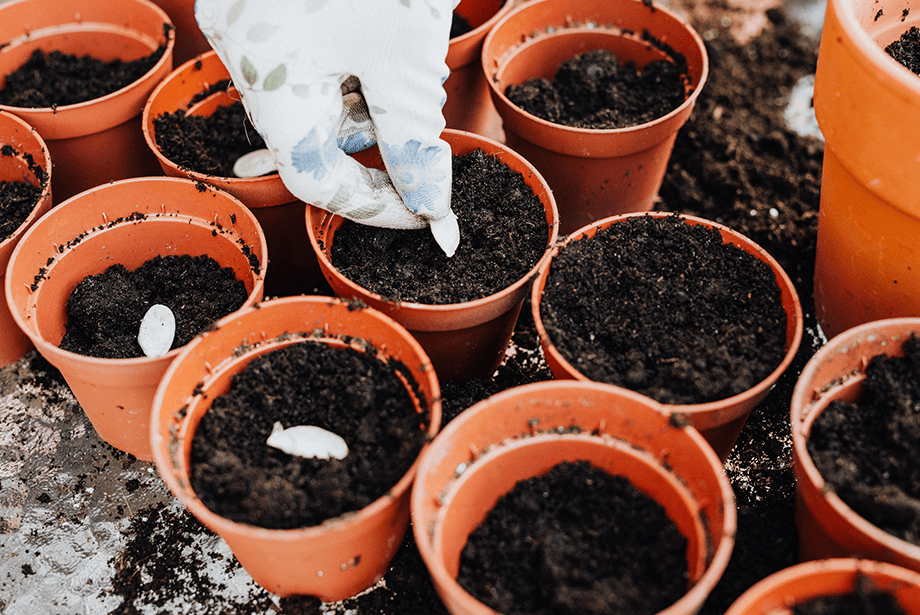 compost in small plant pots 