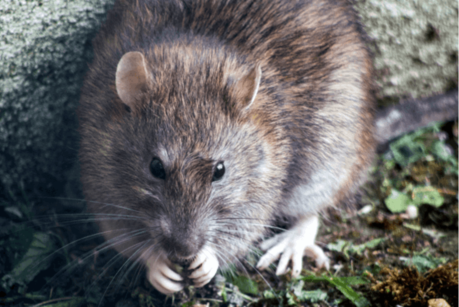 A photo of a brown rat hunched against a garden wall - A photo by Brett Jordan on Unsplash