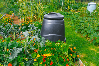A colourful allotment garden in the summer with compost bin, flowers and vegetables.