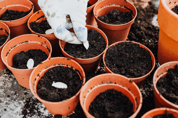 compost in small plant pots 